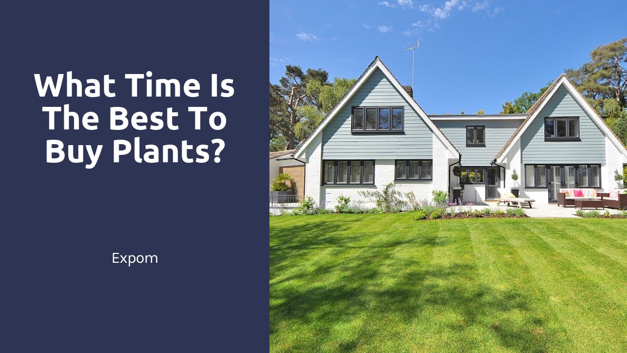 What time is the best to buy plants?